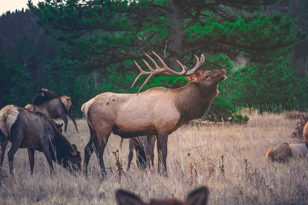 Mastering Terrain Challenges for Deer Recovery