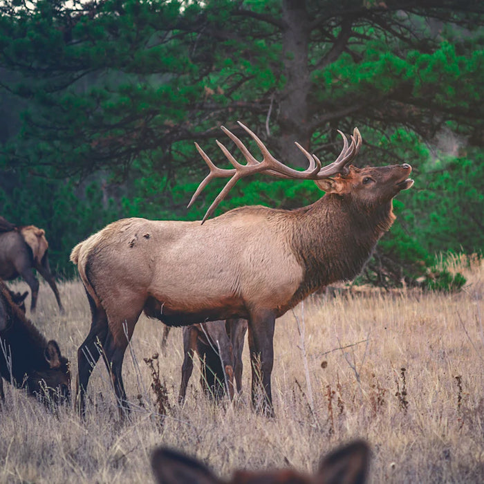 Mastering Terrain Challenges for Deer Recovery