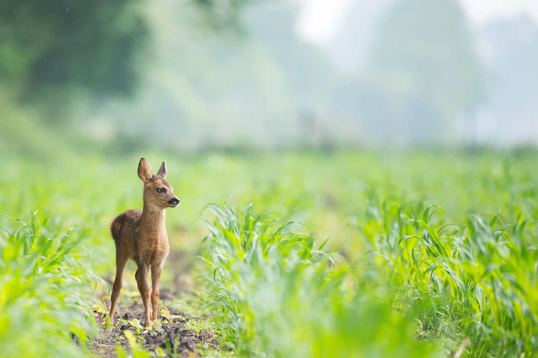 Soaring to New Heights How Drones are Transforming Wildlife Conservation